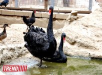 Один день в Бакинском зоопарке (фоосессия)