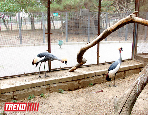 Один день в Бакинском зоопарке (фоосессия)