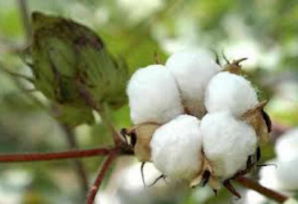 Turkmenistan starts sowing cotton