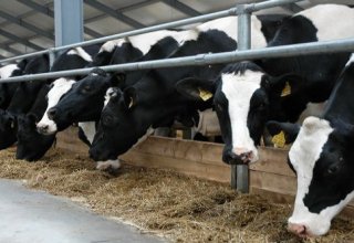 Georgia sees increase in cattle