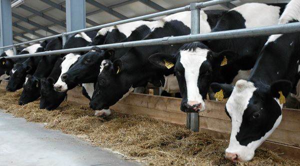 Georgian Kvareli Baga company expands its livestock farm