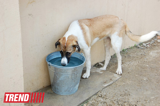 Азербайджанский центр спасения животных: все о жизни бездомных животных (фото)