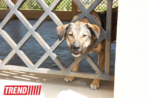 Азербайджанский центр спасения животных: все о жизни бездомных животных (фото)