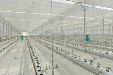 Modern greenhouse complex commissioned in Sabirabad District (PHOTO)