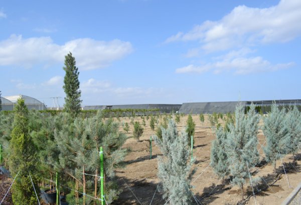 New olive and almond orchards to be planted in Absheron
