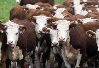 Азербайджан более чем на четверть увеличил импорт крупного рогатого скота из Грузии