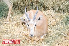 Ten gazelles sent from Azerbaijan to Georgia as part of IDEA campaign’s project (PHOTO)