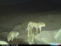 Iranian Cheetahs remain endangered – expert (PHOTO) (VIDEO)