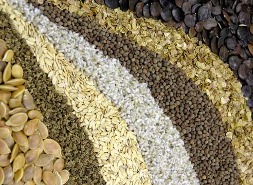 Free import of genetically modified seeds to Georgia will be banned