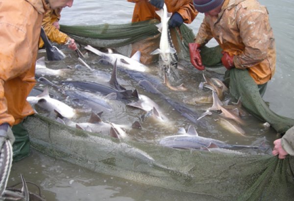 В Азербайджане увеличился экспорт рыбы и морепродуктов