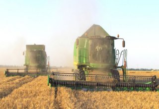 Turkmenistan starts harvesting wheat