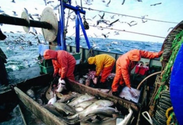 В Азербайджане программа развития рыболовства будет финансироваться специальным фондом