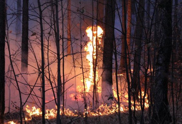 В Португалии почти 40 человек пострадали из-за природных пожаров