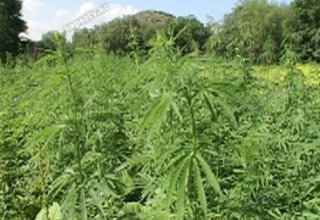 Şahdağ Milli Parkında narkotik xassəli bitki aşkar olunub