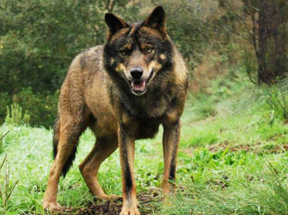 Законодатели штата Айдахо приняли законопроект об уничтожении 90% популяции волков
