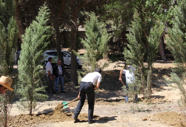 По инициативе IDEA проведена акция по посадке деревьев в Баку