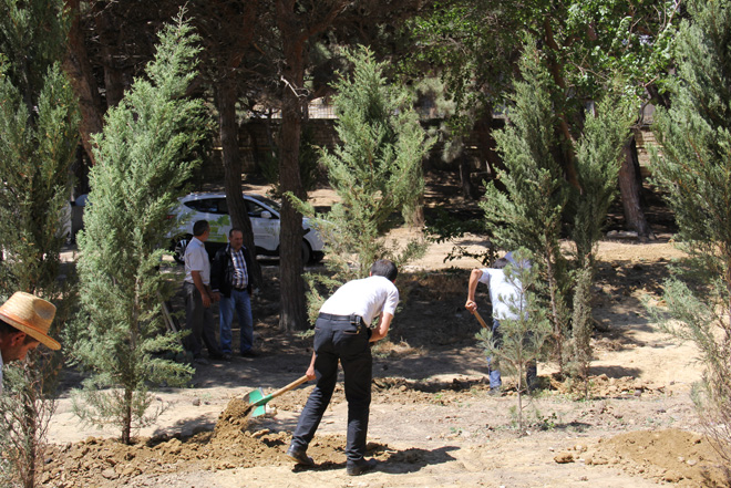 По инициативе IDEA проведена акция по посадке деревьев в Баку