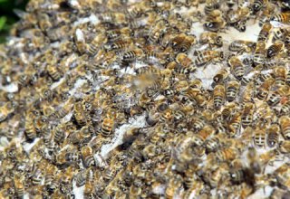 Britaniyada 10 min arı çimərliyi "işğal edib"