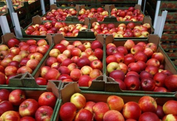 В Иране будет собрано 7,5 млн тонн яблок и цитрусовых