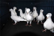 Уникальные голуби - "бакинцы": интересные факты (ФОТО)