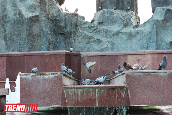 Уникальные голуби - "бакинцы": интересные факты (ФОТО)