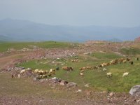 Qızıl yataqlarının işlənməsi Gədəbəyin dağ otlaqlarını çirkləndirib (FOTO)