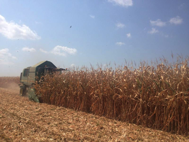В первом частном зерноводческом хозяйстве Азербайджана зафиксирован рекордный объем урожая кукурузы (ФОТО)
