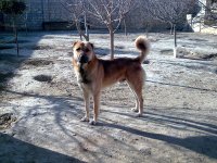 В Казахстане представлена азербайджанская порода собак "Гурдбасар" (ФОТО)