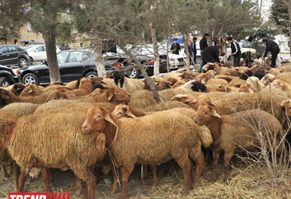 В Баку на Гурбан байрамы будут организованы пункты продажи жертвенных животных