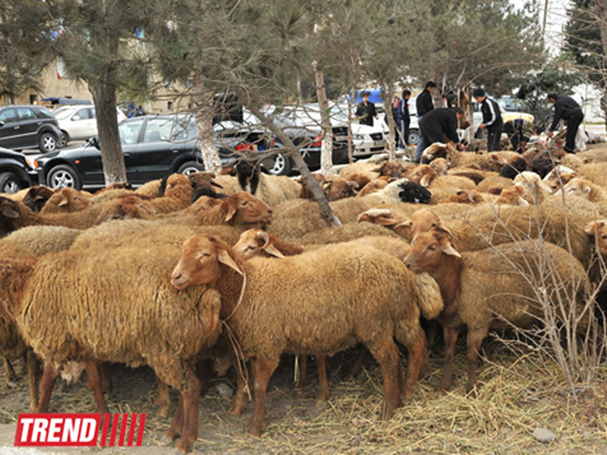В Баку на Гурбан байрамы будут организованы пункты продажи жертвенных животных