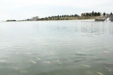 Gəncə gölündə möcüzə (FOTO)