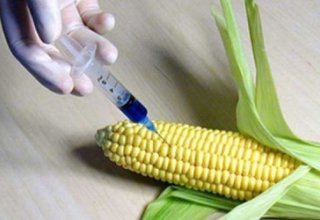 В Азербайджане могут запретить импорт и производство зерновой продукции, созданной на основе ГМО