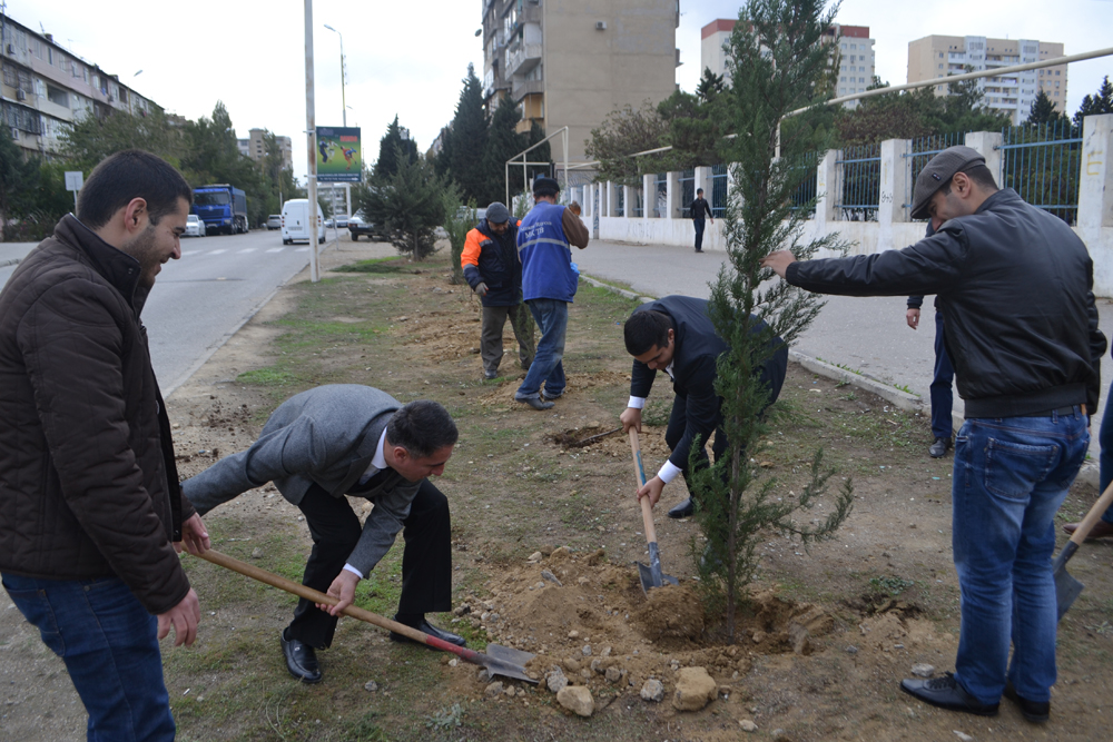 Bakının Nizami rayonunda ağacəkmə aksiyası keçirilib (FOTO)