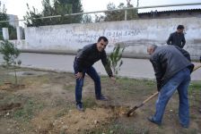 Bakının Nizami rayonunda ağacəkmə aksiyası keçirilib (FOTO)