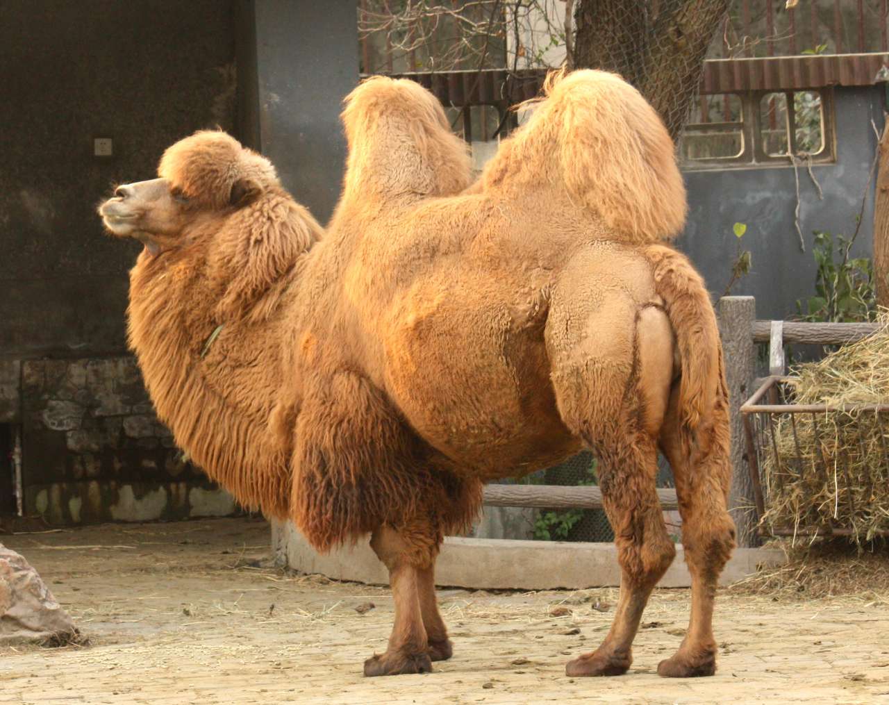 MERS found in camels imported to Iran