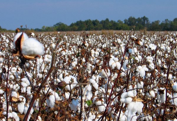 Iran predicts increase in cotton harvest
