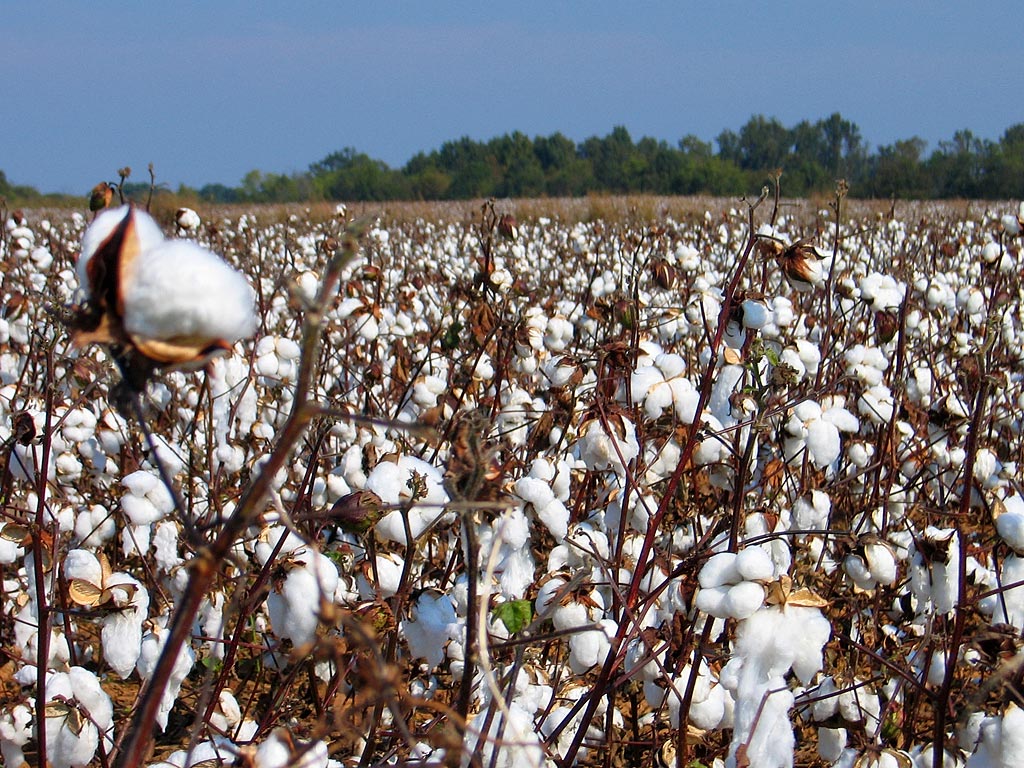 Turkmenistan plans to harvest over 1 million tons of cotton