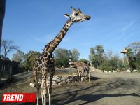 Путешествие по одному из старейших зоопарков Европы (ФОТО)