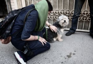 В Иране выгуливающие собак и обезьян могут быть наказаны плетьми