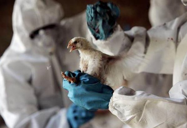 Риска распространения в Турции птичьего гриппа нет – минздрав