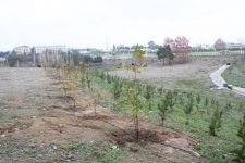 Gəncədə rəmzi məna daşıyan 22 xan çinar ağacı əkilib (FOTO)