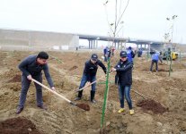 28 may qəsəbəsində 750 yeni ağac əkilib (FOTO)