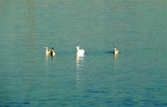 Böyükşor gölünün tarixində ilk "qonaqları" (FOTO)