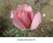 В Азербайджане выведены новые сорта роз в честь академиков страны (ФОТО)