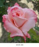 В Азербайджане выведены новые сорта роз в честь академиков страны (ФОТО)