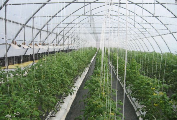 Azerbaijan to launch 15 agro-parks in 2018