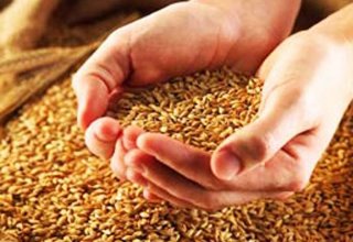 В Туркменистане начинается сбор пшеницы