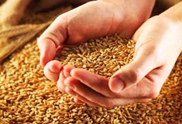 Wheat seed varieties imported to Azerbaijan last year revealed