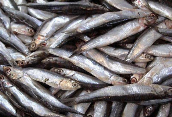 Uzbekistan discloses volume of fish catch
