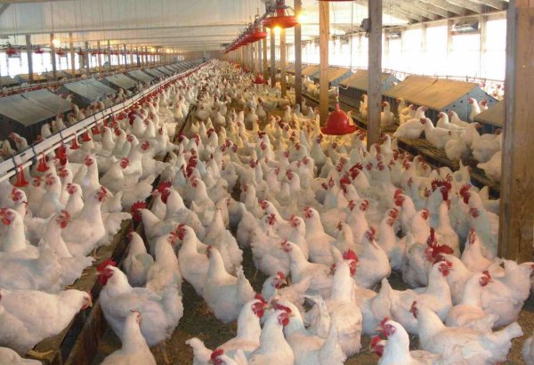 Iran 7th in egg, chicken production